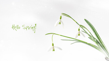 Hello spring card. First spring wild white snowdrops flowers (Galanthus nivalis) closeup
