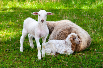 Naklejka na ściany i meble Cute white lambs with mom.