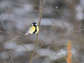 Close up Great tit, Parus major bird perched on the bare tree branch at winter time. Bird feeding...