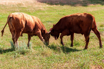 Fight of young bulls.