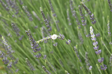 lavender in the field