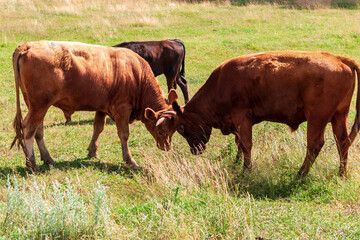 Fight of young bulls.