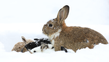 family of rabbits with bunnies in the snow