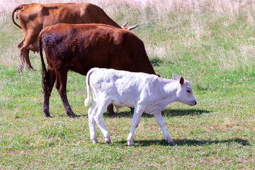 The white calf is grazing. © Ilmar