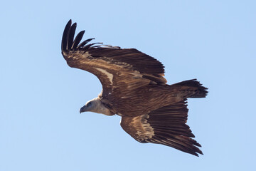 Griffon vulture in flight in the sky of Provence, France