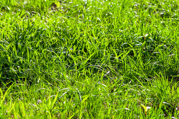 Obraz premium Spring field of winter rye as background.