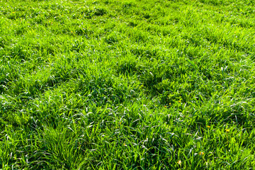 Spring field of winter rye as background.