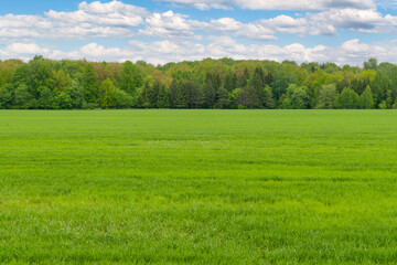 A large green field of winter rye against the background of a spring forest.