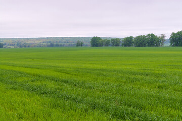 Fototapeta premium A large green field of winter rye against the background of a spring forest.