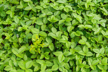 Strawberry thicket as a background.