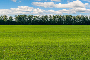 A large green field of winter rye against the background of a spring forest.