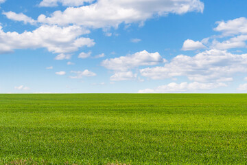 A beautiful field of winter rye on a good spring day.