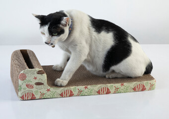 cat sharpening claws on the scratching post on white background