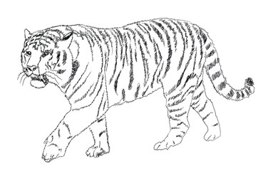 Tiger Line Art. Vector illustration on a white background. 