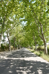 plane tree alley