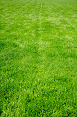 Lawn green grass field nature background