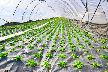 Early vegetable growing in a greenhouse, salad plants covered with greenhouse film. Baden Baden....