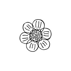 Doodle botany element. Hand-drawn images of flora. Image for various designs. Flower