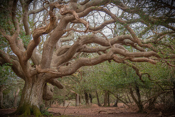 ancient tree in the forest 