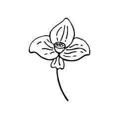 Doodle botany element. Hand-drawn images of flora. Image for various designs. Narcissus