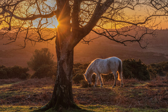 white pony at sunrise 