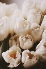 Fototapeta na wymiar tulips
