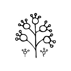 Doodle botany element. Hand-drawn images of flora. Image for various designs. Berries