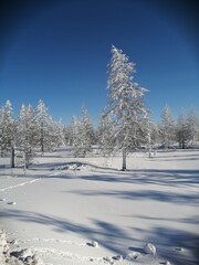 Snow-covered forest in the morning in northern Yakutia