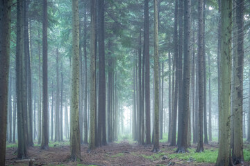 mist in the forest 