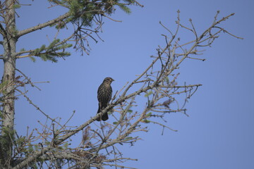 Tri coloured blackbird, Ann Arbor