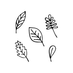 Doodle botany element. Hand-drawn images of flora. Image for various designs. Leaves set
