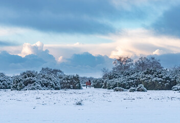 winter new forest landscape