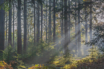 forest in fog