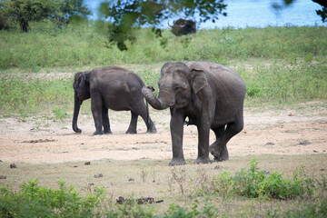 Elefanten Wild Park