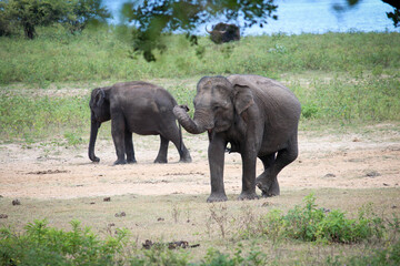 Fototapeta premium Elefanten Wild Park