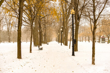 Fototapeta premium Snow shower in a Montreal park