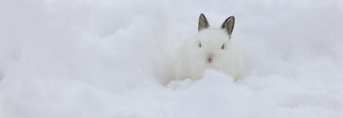 winter portrait of a white rabbit in the snow