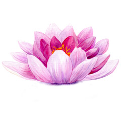 Watercolor lotus flower on white background