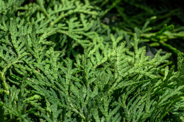 White cedar background. Thuja occidentalis, also known as northern white-cedar or eastern arborvitae, is an evergreen coniferous tree