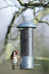 Goldfinch