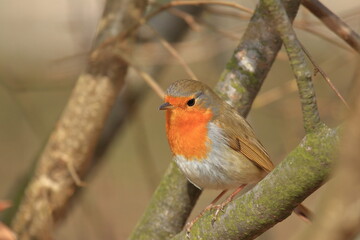Cute little bird, European robin