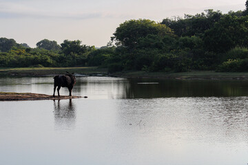 Obraz na płótnie Canvas Tierpark mit wilden Tieren in Sri Lanka