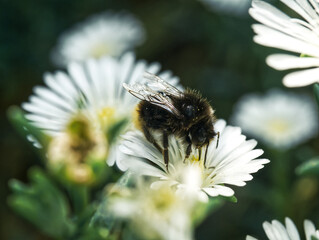 bumblebee white flower close up