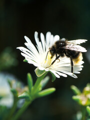 bumblebee white flower close up
