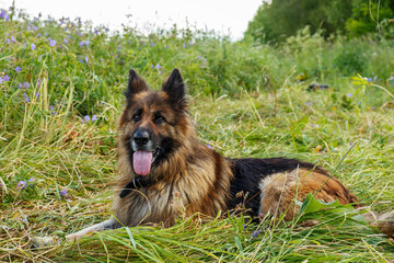 German shepherd dog lies on a flower meadow.