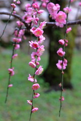 枝垂れ梅　やわらかさ　早春　（高知城　梅の段）