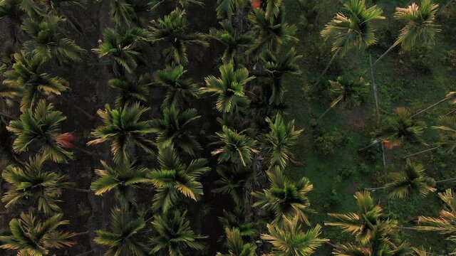 Areca nut tree palm in Taiwan. Aerial rising top down