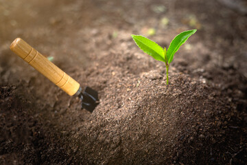 Trees growing from fertile soil and with a spoon to shovel nearby Concept of environmental awareness, tree planting project, nature conservation, agriculture and global warming by planting trees.