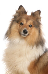 Shetland sheepdog