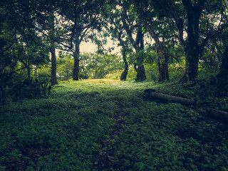 Fototapeta premium A walk outside